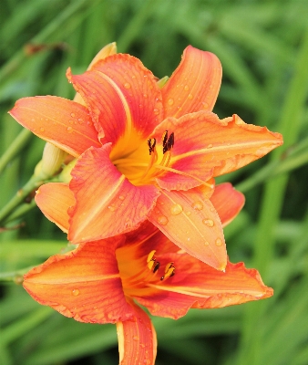 Nature plant flower petal Photo