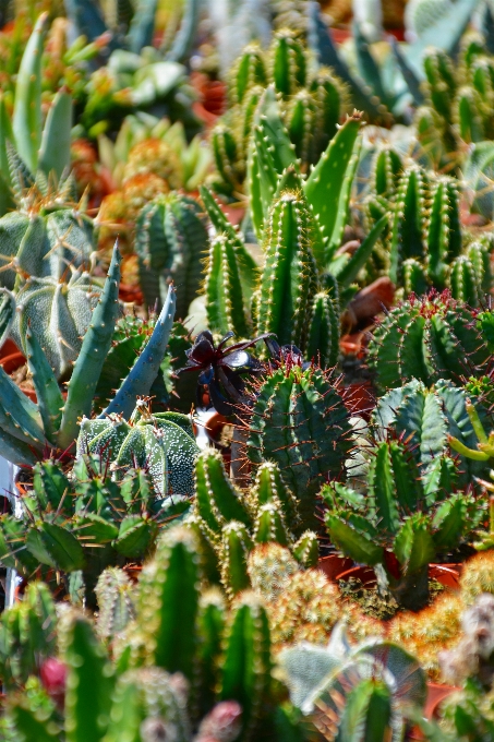 Espinoso
 cactus
 planta flor