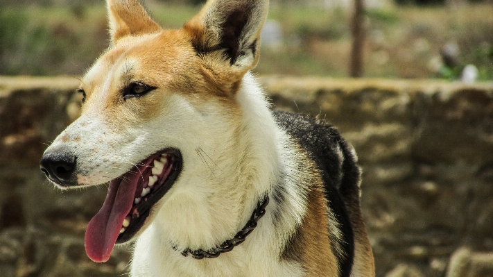 Foto Anjing satwa potret mamalia