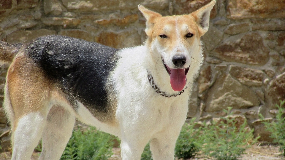 Köpek hayvan bakıyor memeli