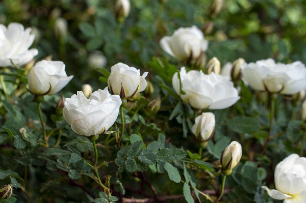 Nature blossom plant white Photo