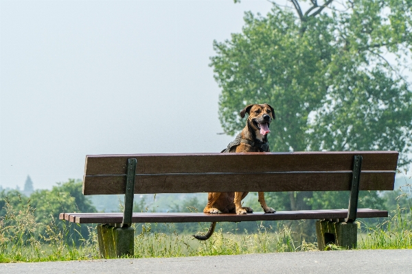 Nature wood bench seat Photo