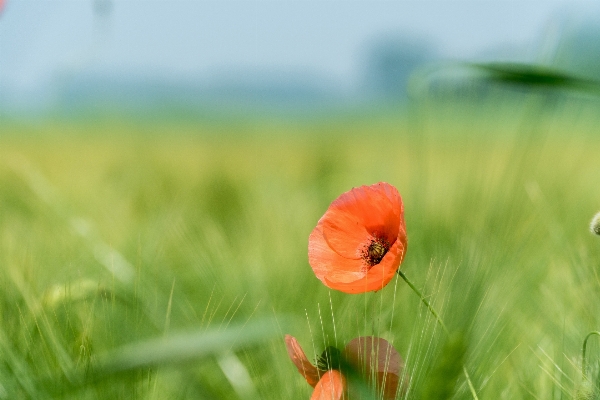 Landscape nature grass blossom Photo