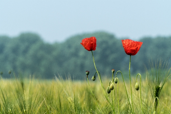 Landscape nature grass blossom Photo