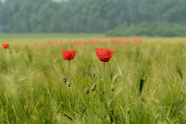 Landscape nature grass blossom Photo