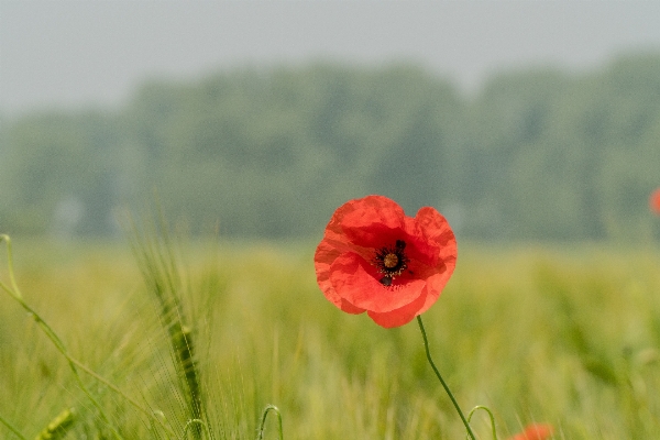 Landscape nature grass blossom Photo