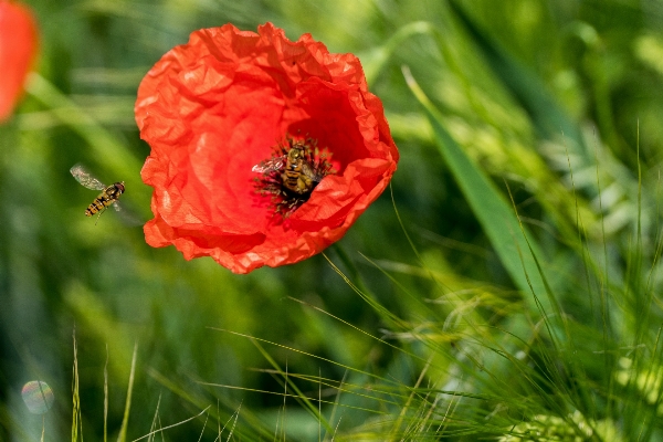 Landscape nature grass blossom Photo