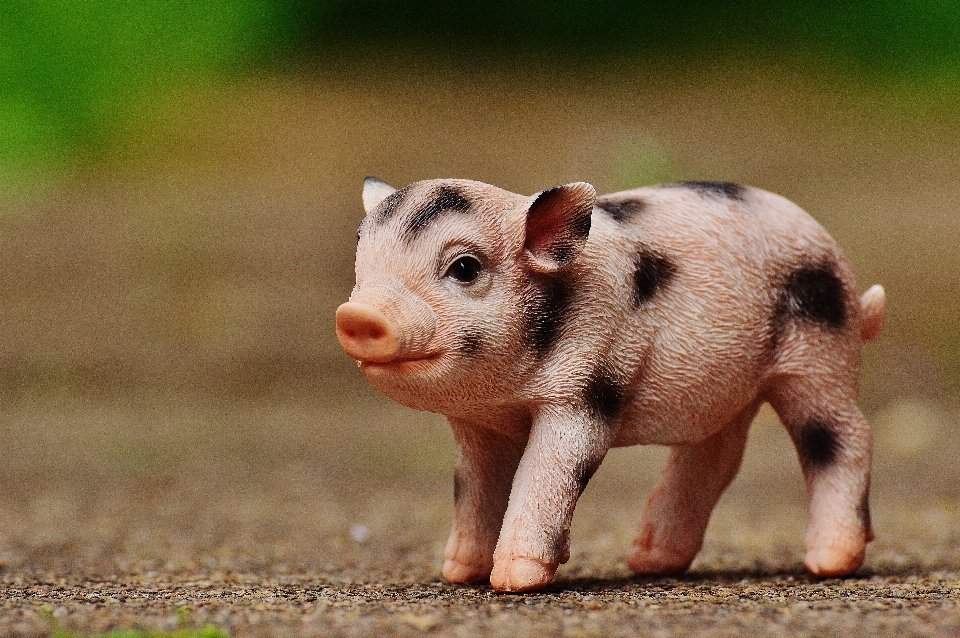 Süss tier niedlich tierwelt