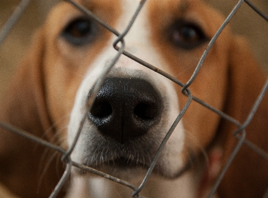 Foto Anak anjing mamalia mulut