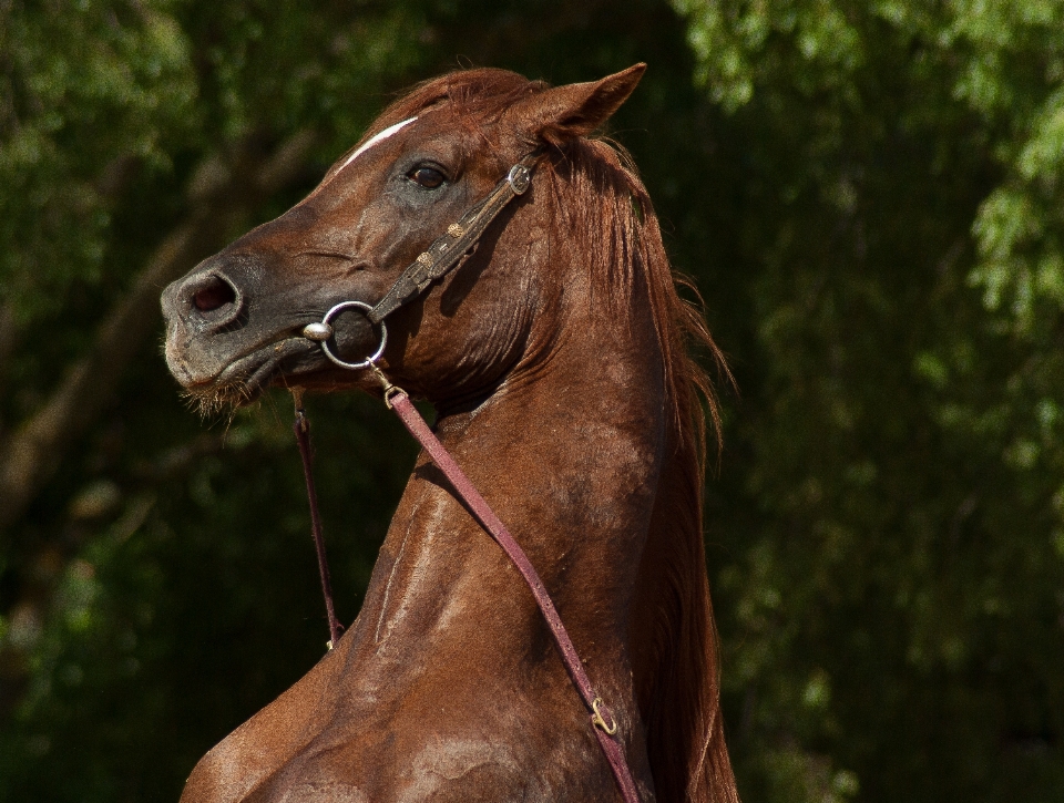 Pasture horse rein mammal