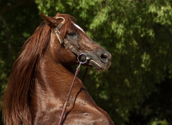 Horse rein mammal stallion Photo