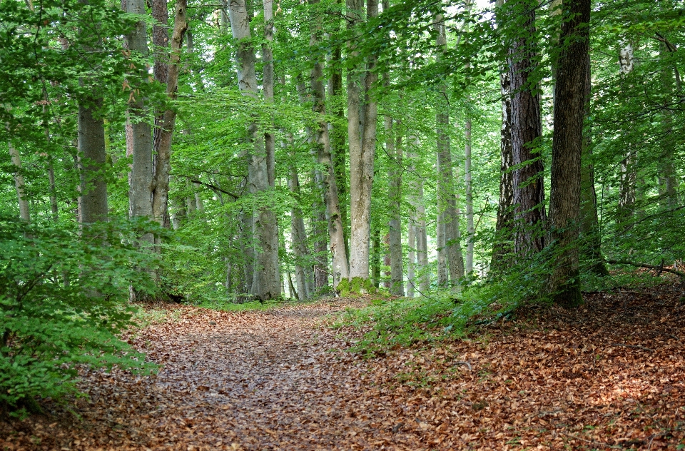 Pohon alam hutan gurun
