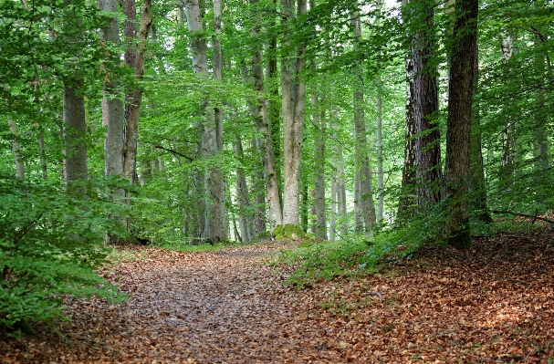 Foto Albero natura foresta selvaggia
