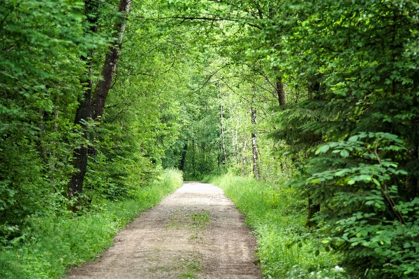 Foto Albero natura foresta escursionismo
