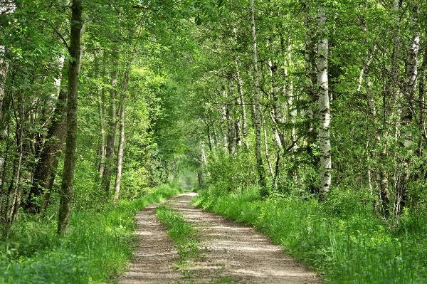 Foto Albero natura foresta pianta