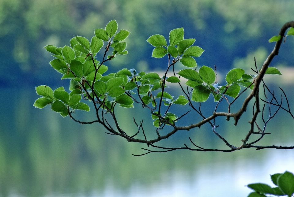 árbol naturaleza césped rama