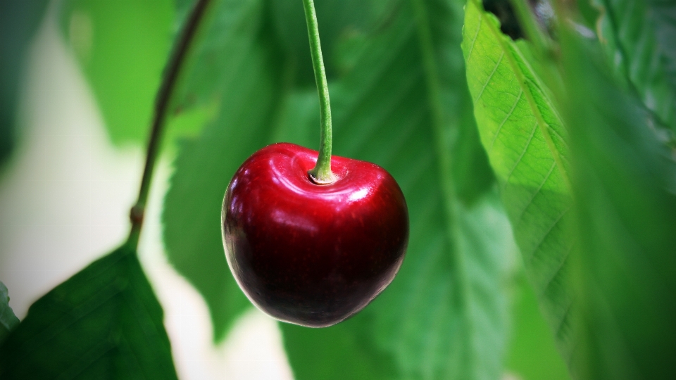 Apple nature bifurquer usine