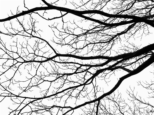 Tree branch silhouette winter Photo