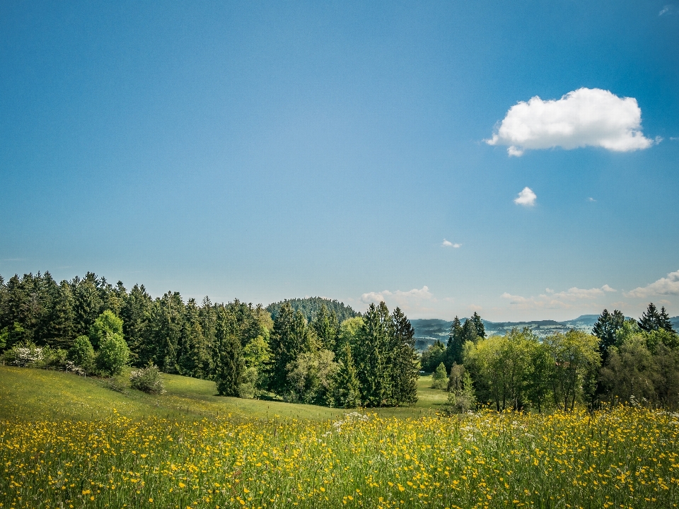 Paysage arbre nature herbe