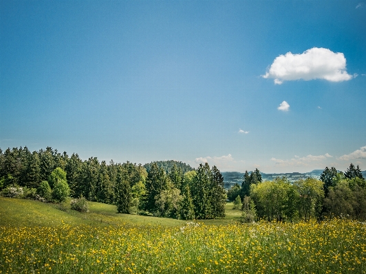 Landscape tree nature grass Photo