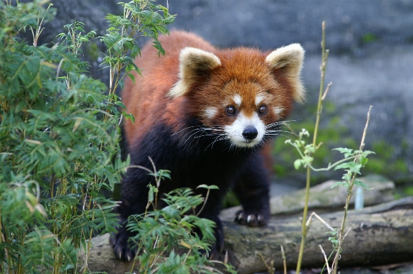 Foto Animal animais selvagens jardim zoológico mamífero