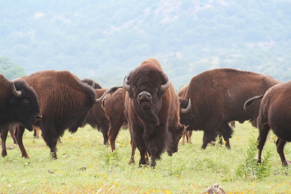 Prairie animal range wildlife Photo