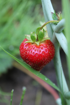 Plant fruit flower ripe Photo