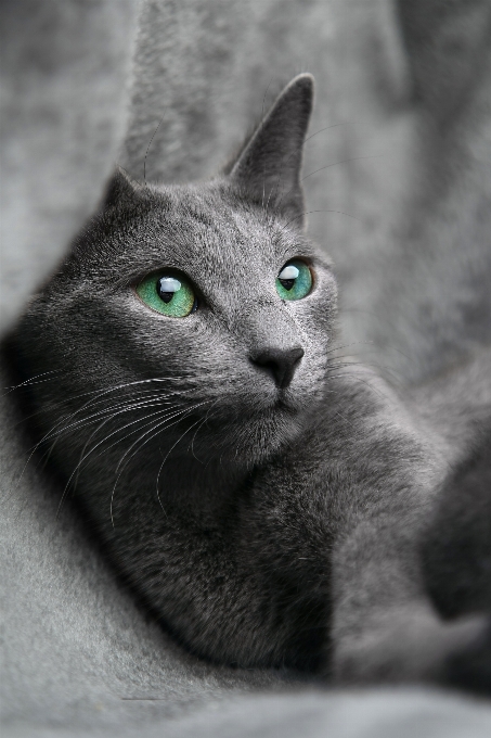 Black and white animal pet cat