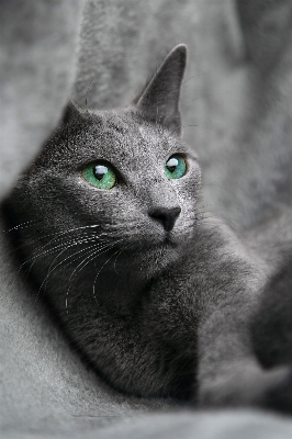 Foto Bianco e nero
 animale domestico gatto