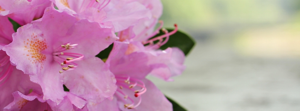 Natur zweig blüte anlage