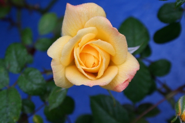 Dew plant flower petal Photo