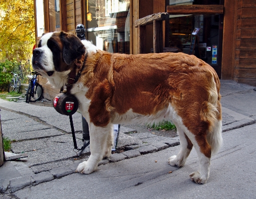 Dog animal mammal alpine Photo