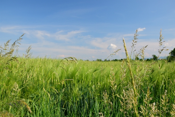 Landscape grass horizon marsh Photo