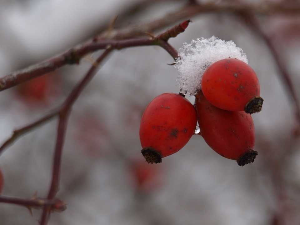 Nature branch blossom snow