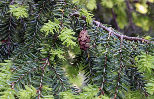 Tree nature forest outdoor Photo