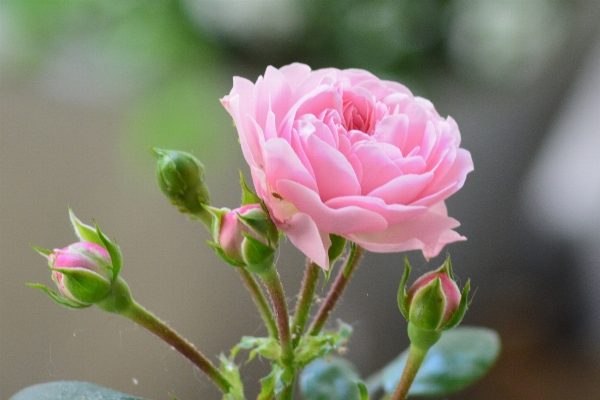 Blossom plant flower petal Photo