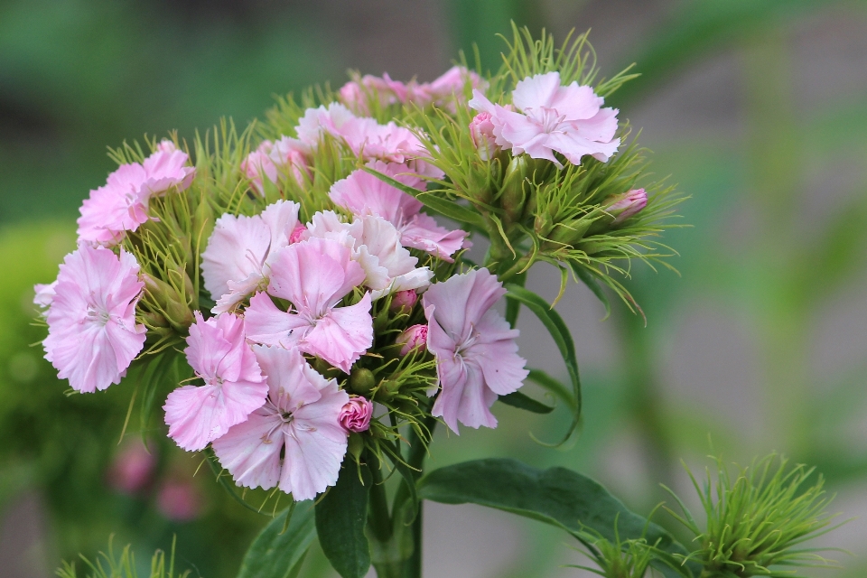 Fiore pianta fioritura erba