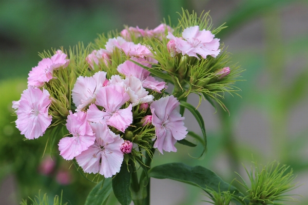 Blossom plant flower bloom Photo