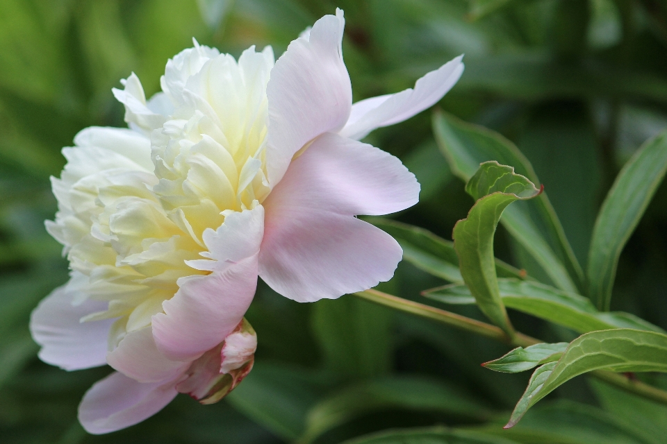 Fleurir usine blanc fleur