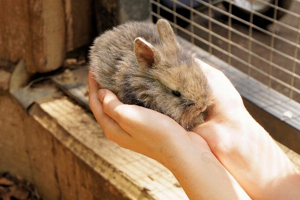 Foto Doce rato animal bonitinho