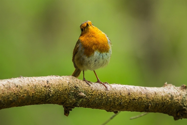 Nature branch bird wildlife Photo