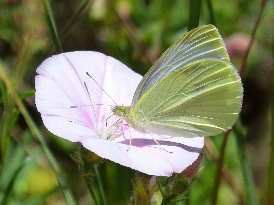 Natur anlage wiese
 blume