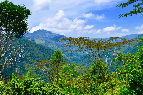 Landscape tree nature forest Photo