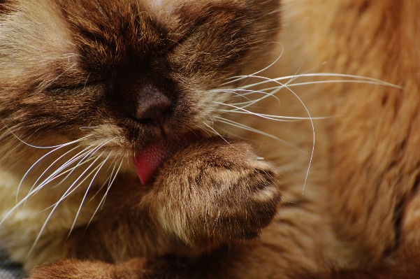 甘い かわいい 毛皮 子猫 写真