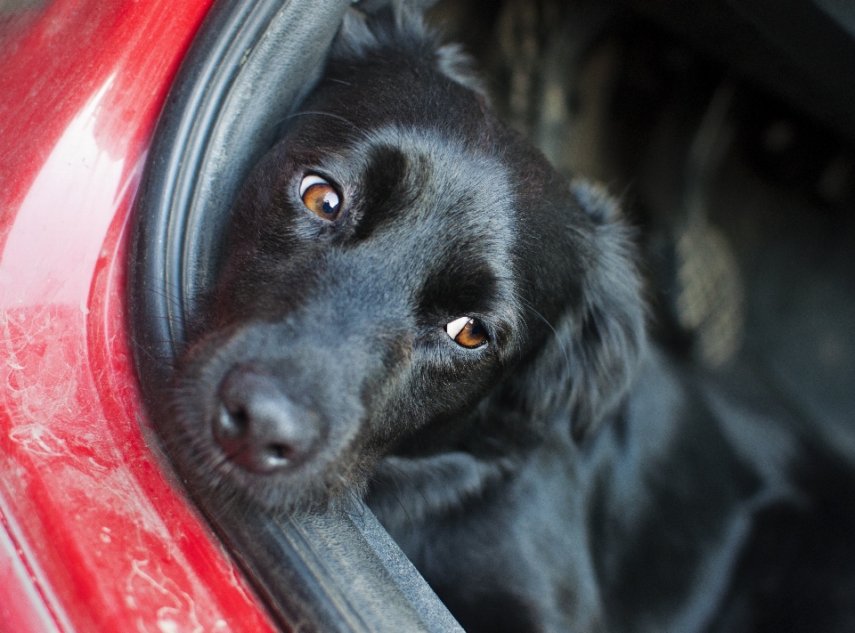 Chão visualizar filhote de cachorro