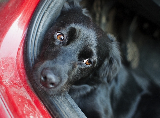 Boden sicht welpe hund Foto