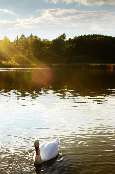 Water nature bird sky