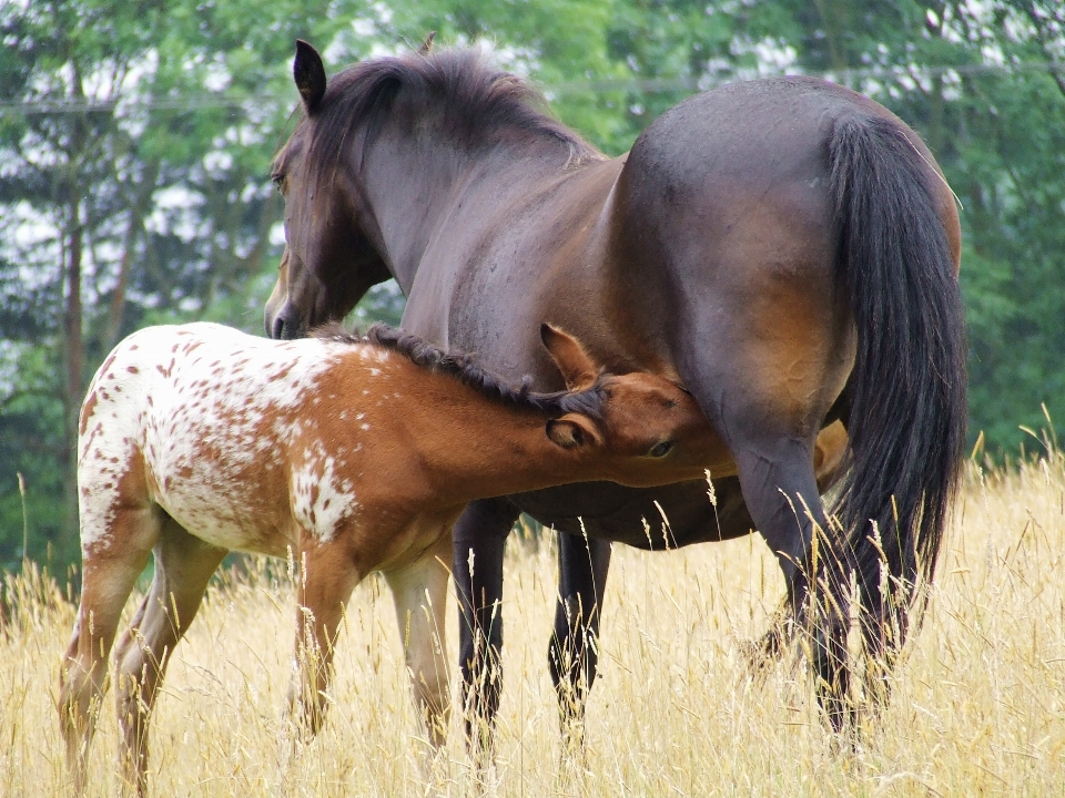 Grama animal faixa animais selvagens