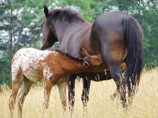 Foto Erba animale allineare animali selvatici