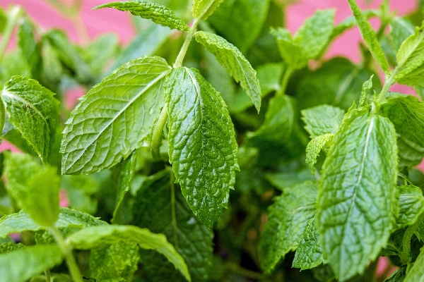 植物 叶子 花 绿色的 照片